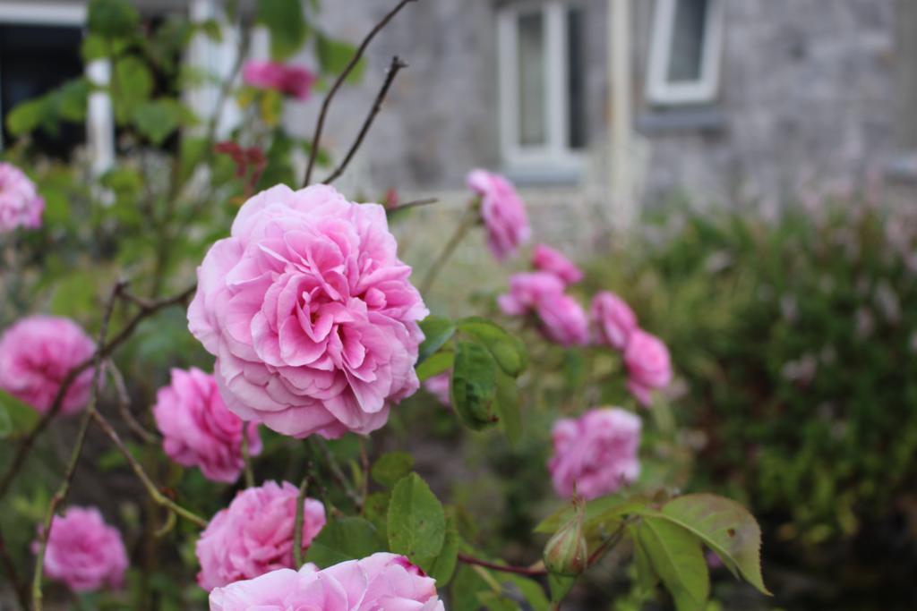 Forest Park House B&B Boyle Kültér fotó